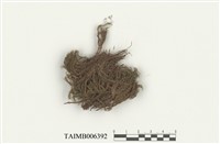 藏品(日本網苔)的圖片